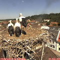 12_05-nest.jpg