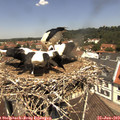 12_10-nest.jpg
