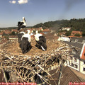 12_20-nest.jpg
