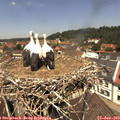 12_25-nest.jpg