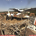 12_35-nest.jpg
