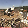 12_40-nest.jpg