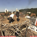 12_45-nest.jpg