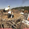 12_50-nest.jpg