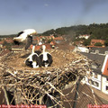 12_55-nest.jpg