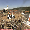 13_00-nest.jpg