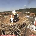 13_05-nest.jpg