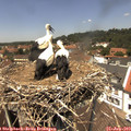 13_10-nest.jpg