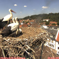 13_25-nest.jpg