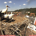 13_30-nest.jpg