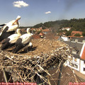 13_35-nest.jpg
