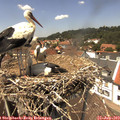 13_40-nest.jpg