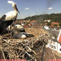 13_45-nest.jpg