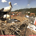 13_50-nest.jpg
