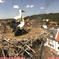 14_00-nest.jpg