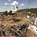 14_10-nest.jpg