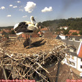14_15-nest.jpg