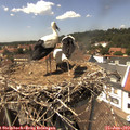 14_20-nest.jpg