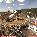 14_30-nest.jpg