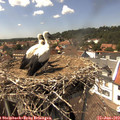 14_45-nest.jpg