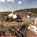 14_50-nest.jpg