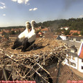 14_55-nest.jpg