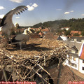 15_00-nest.jpg