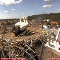 15_15-nest.jpg