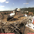 15_20-nest.jpg