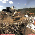 15_25-nest.jpg