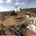 15_30-nest.jpg