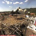 15_35-nest.jpg