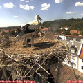 15_40-nest.jpg