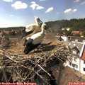 15_50-nest.jpg