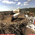 15_55-nest.jpg