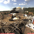 16_00-nest.jpg