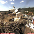 16_05-nest.jpg