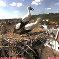 16_10-nest.jpg