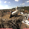 16_15-nest.jpg