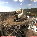 16_20-nest.jpg