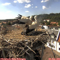 16_25-nest.jpg