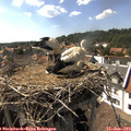 16_30-nest.jpg