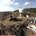 16_40-nest.jpg