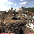16_45-nest.jpg
