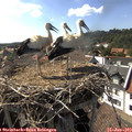 16_50-nest.jpg