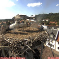 16_55-nest.jpg