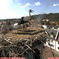 17_00-nest.jpg