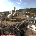 17_05-nest.jpg