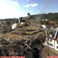 17_10-nest.jpg
