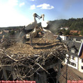 17_15-nest.jpg